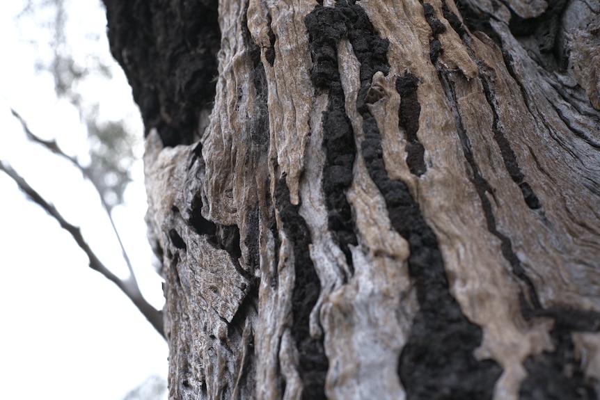 A close-up photograph of a tree's bark.