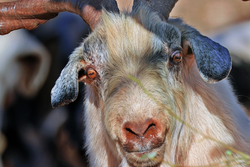 A close up of a goat's face.