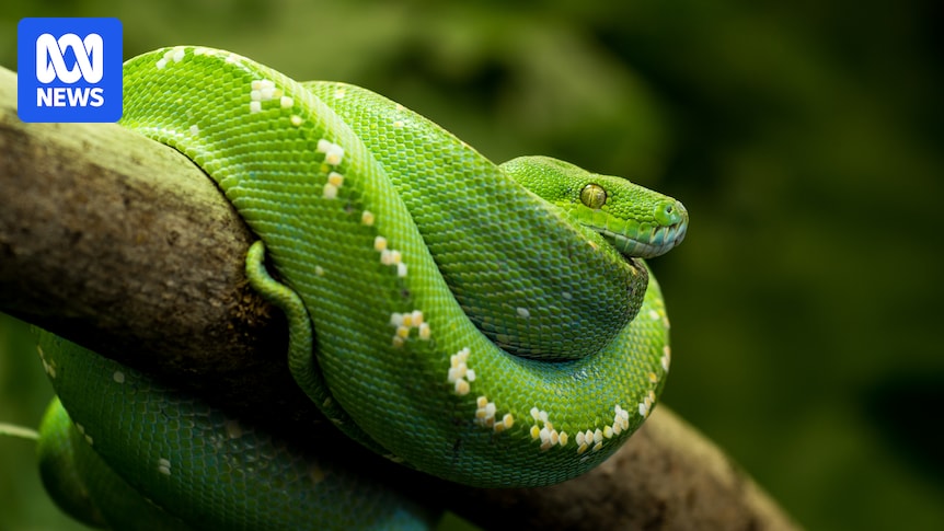 Man fined $30,000 for poaching rare snakes from Far North Queensland rainforest