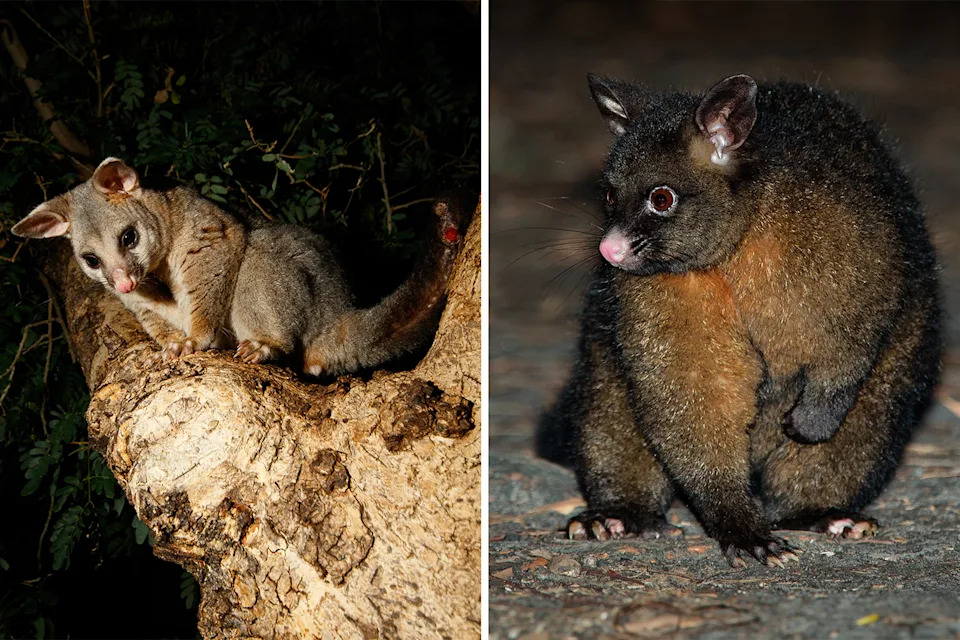 Left: A slender Queensland brushtail possum. Right: A large chocolate-coloured brushtail in Tasmania.