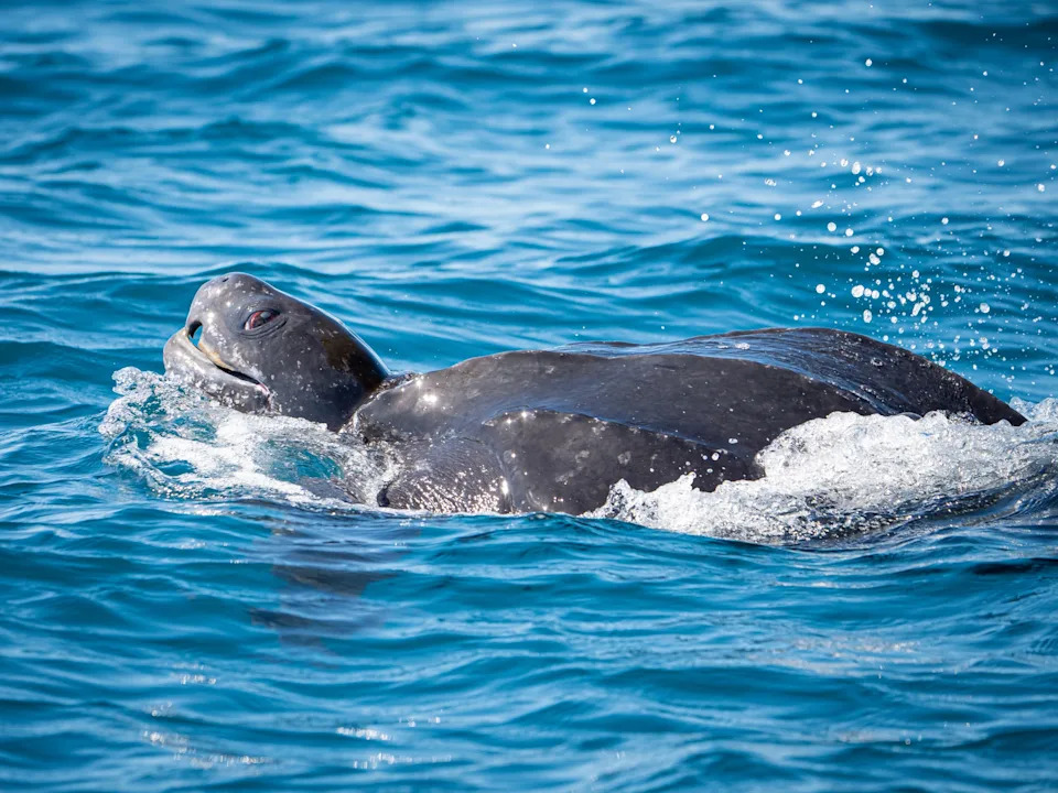Close up of a leatherback turtle off Mount Maunganui. 