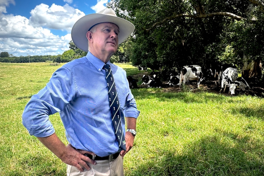 A man with a big hat, hands on hips, standing in a paddock with cows behind him.