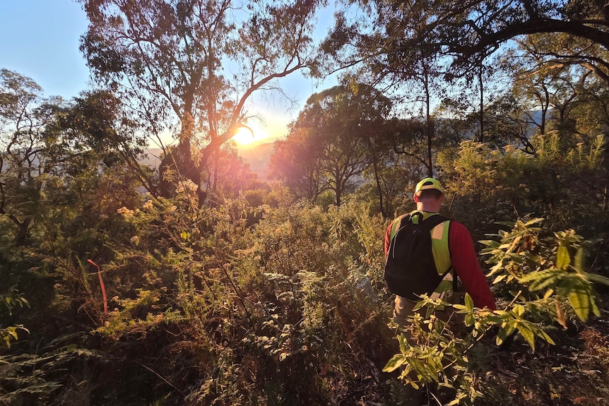 man walking through bush at sunrise