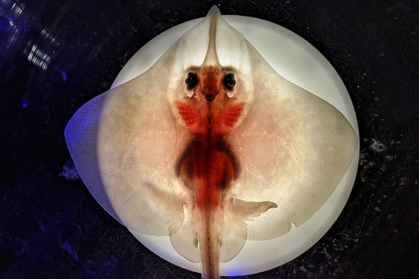 a baby maugean skate in front of a light, looks translucent and glows red