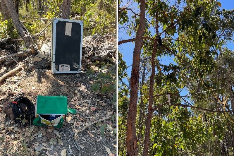 Electrical equipment hanging from trees at an illegal rave.