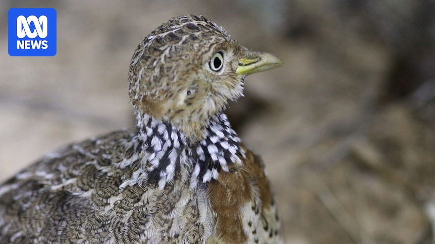 Plains-wanderer recorded for first time on outback Queensland cattle station