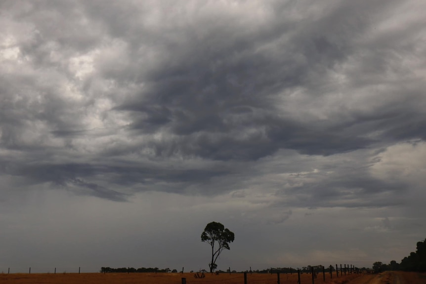 A tree below stormy skies.