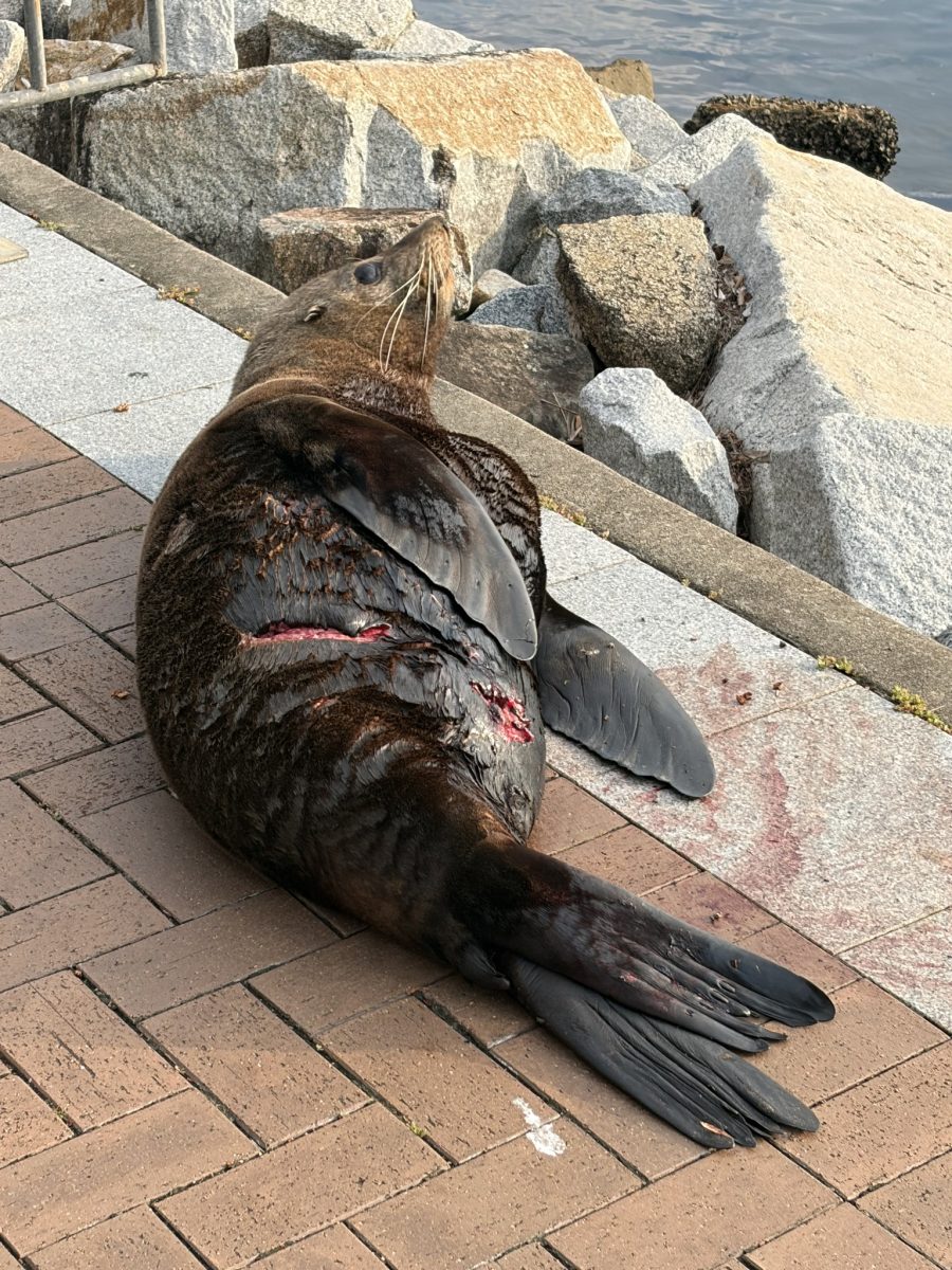 An injured seal lying on its back, with wounds to its stomach