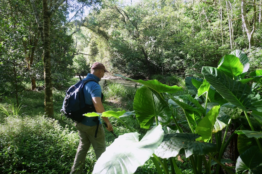 Dr Ian Wright approaches the Ourimbah wetland