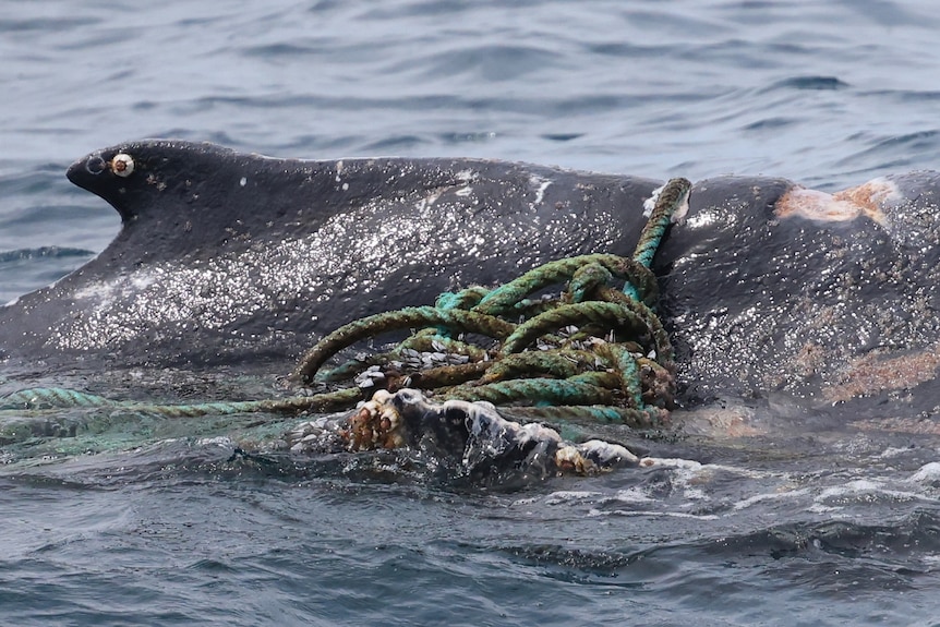 A whale entanged in rope