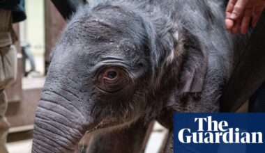 Asian elephant born at Washington DC zoo for first time in 25 years | Animals