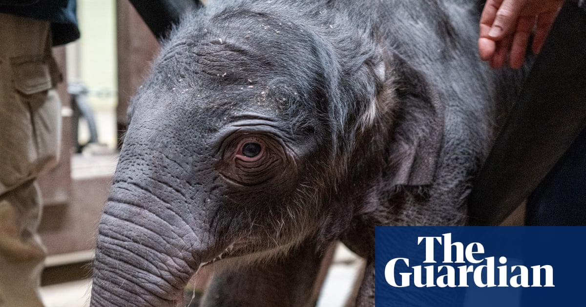 Asian elephant born at Washington DC zoo for first time in 25 years | Animals