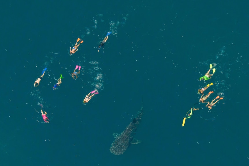 An overhead shot of tourists in colourful flippers surrounding a whale shark.