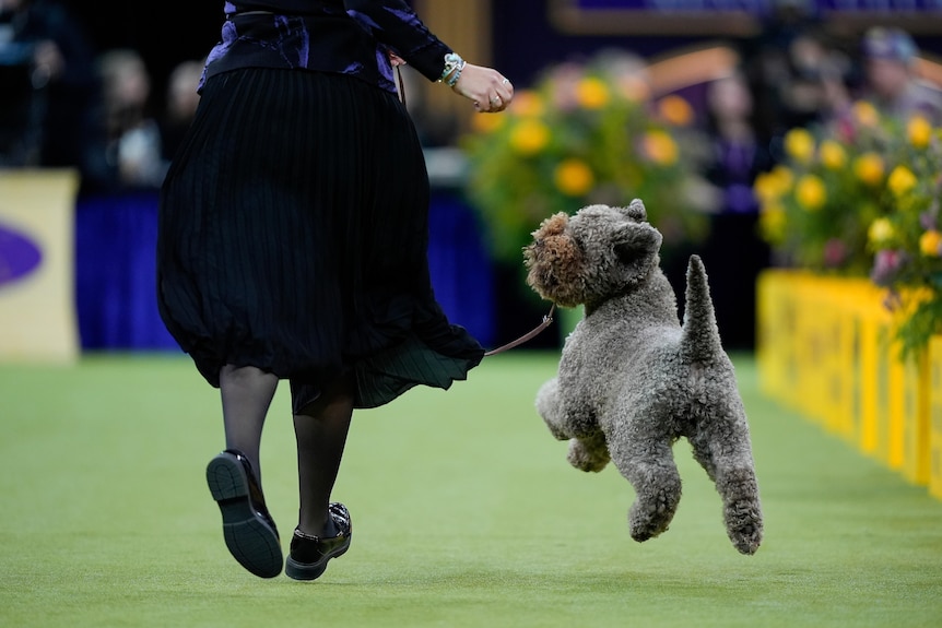 A photo of a Lagotto Romagnolo jumping up at his owner's heels. He has short curly grey hair.