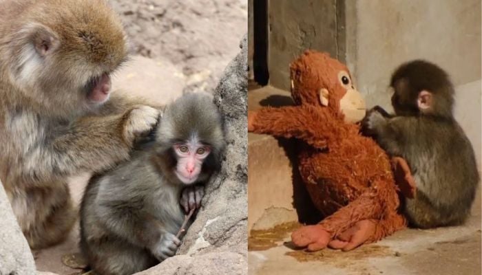 Viral monkey Punch finally finds his pack at Ichikawa Zoo