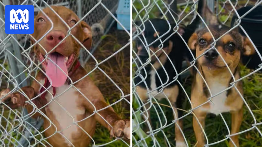 Family rallies to save pets left behind in Daly River flood evacuation