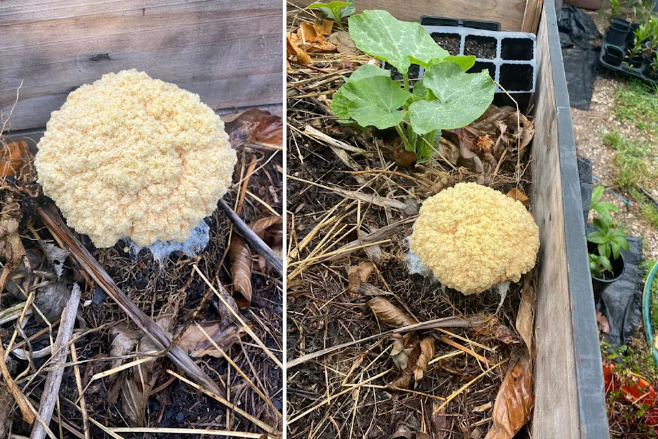 A slime mould often referred to as 'dog's vomit' that previously grew in a Victorian woman's garden.