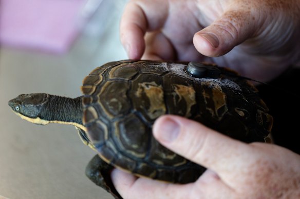 A Manning River turtle has a VHF transmitter attached to its shell.