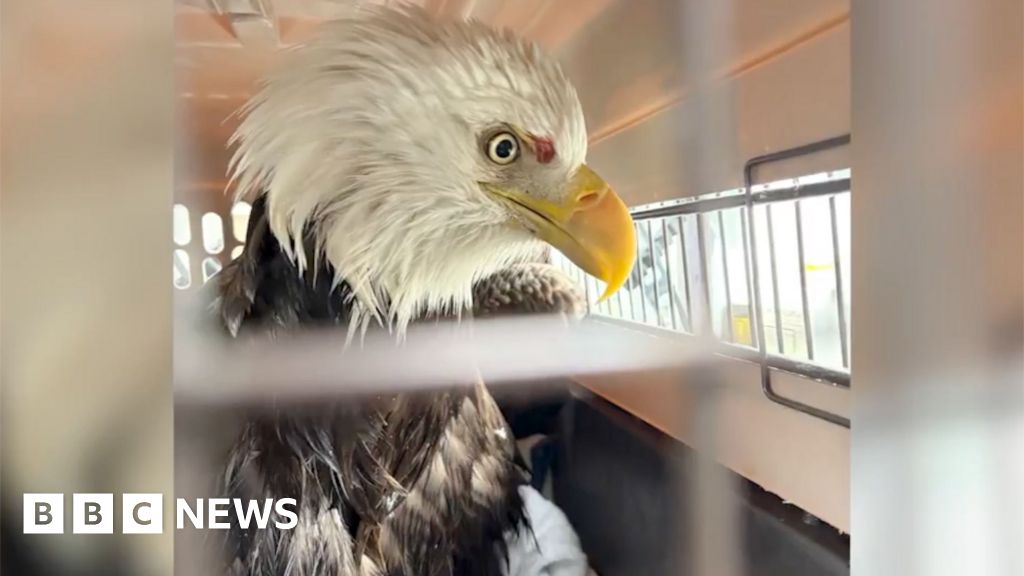 Moment officers rescue injured bald eagle from icy Hudson River