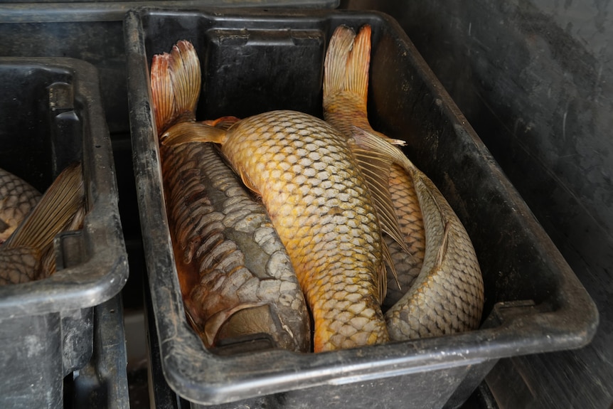 Silver and yellow carp stacked in a black plastic box.