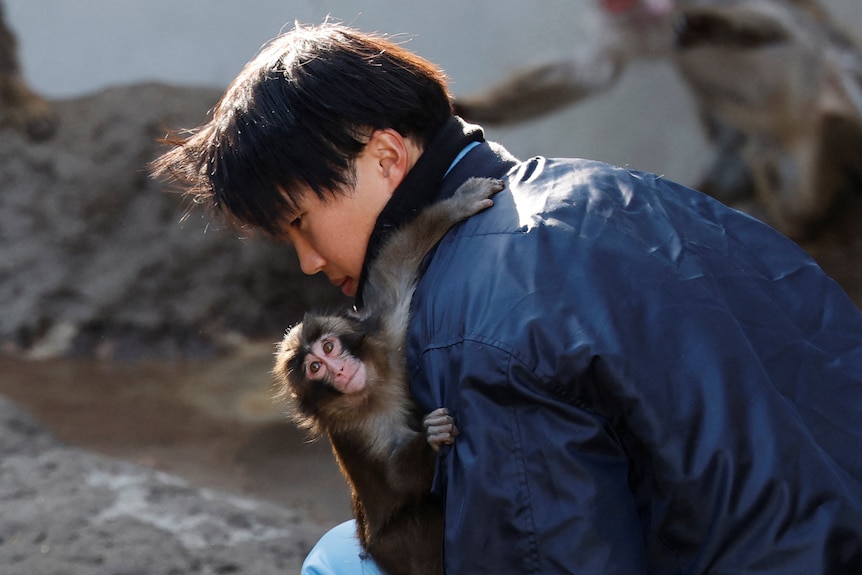 A baby macaque clings to a man wearing a blue jacket who is squatting close to the ground