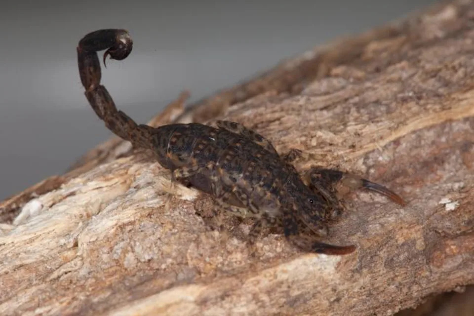 A marbled scorpion when it's not under UV light. It appears to be a yellow-brownish colour.