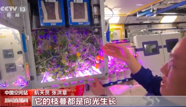 Chinese astronauts rejoice over space tomato harvest for Spring Festival