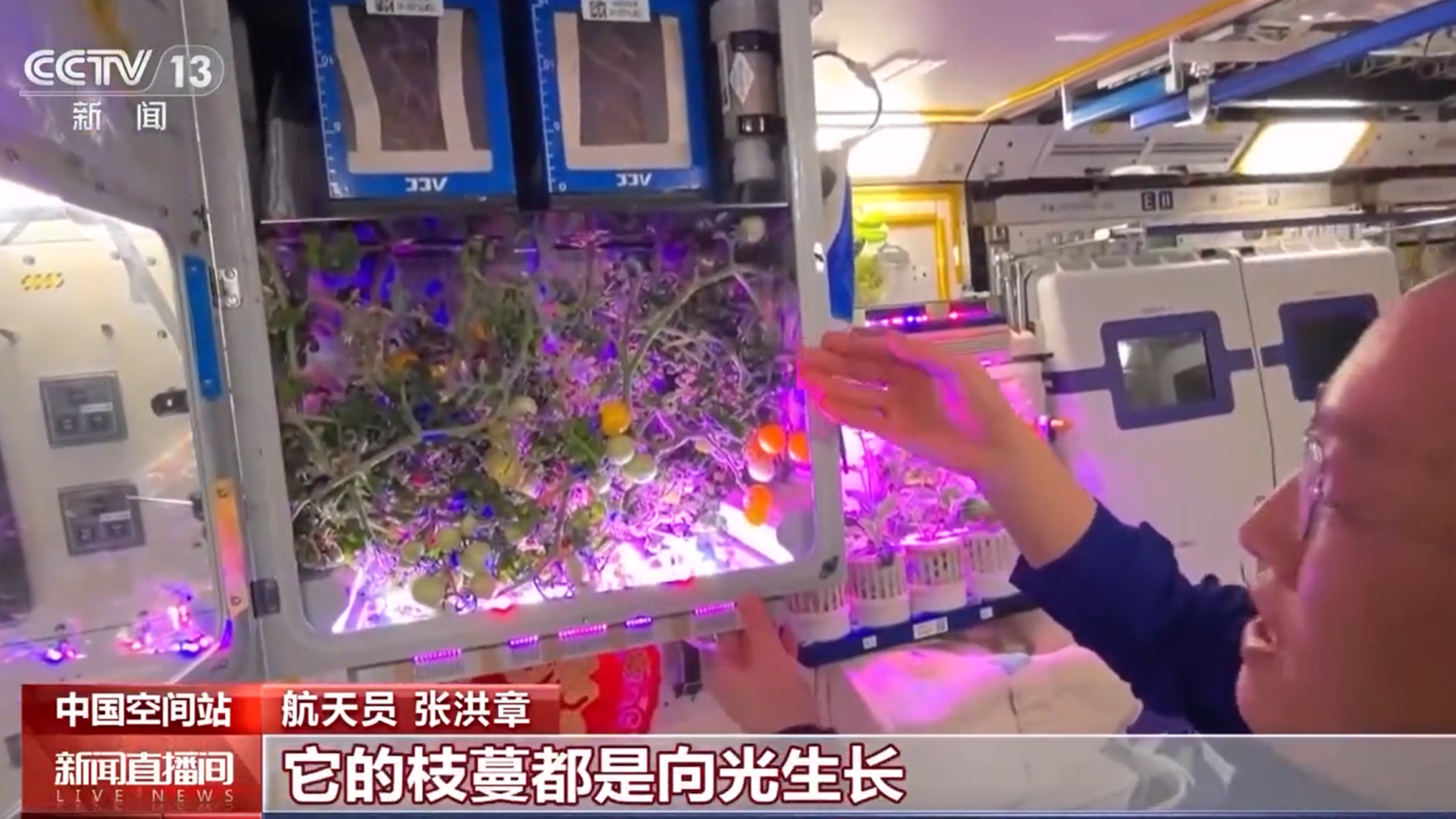 Chinese astronauts rejoice over space tomato harvest for Spring Festival
