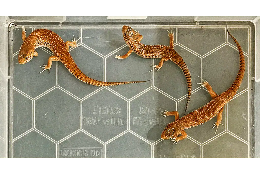 Geckos on a tiled surface, showcasing their textured skin and slender bodies.