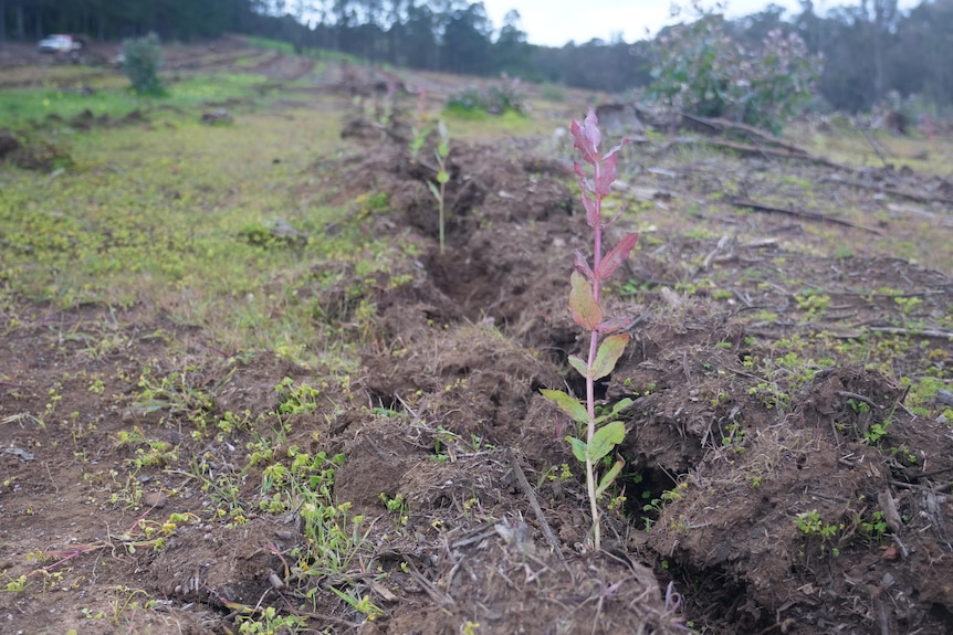 photo of little pine tree planted in ground, hazy sky, trees in the background.