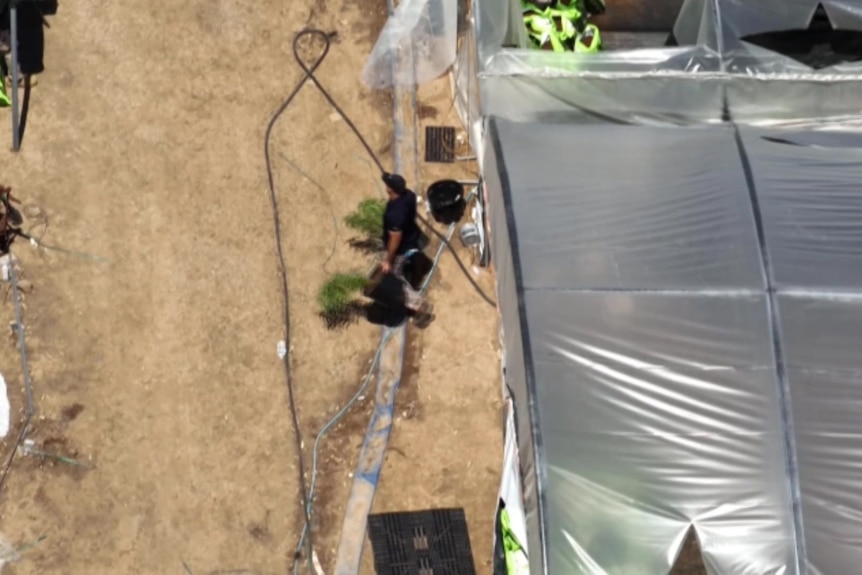 A man in a black t-shirt and cap walks from a greenhouse carrying cannabis plants