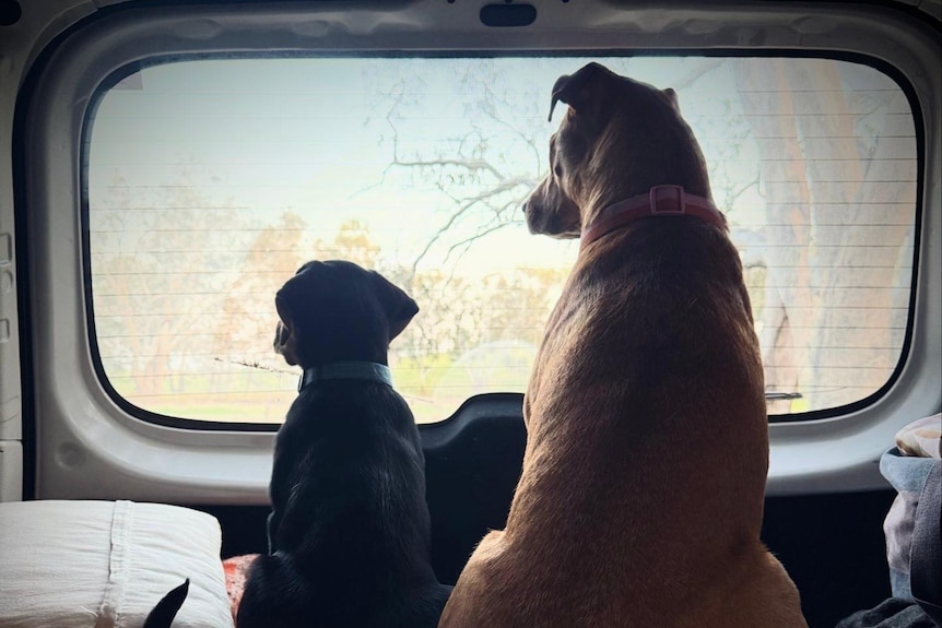 Two dogs look out a window.