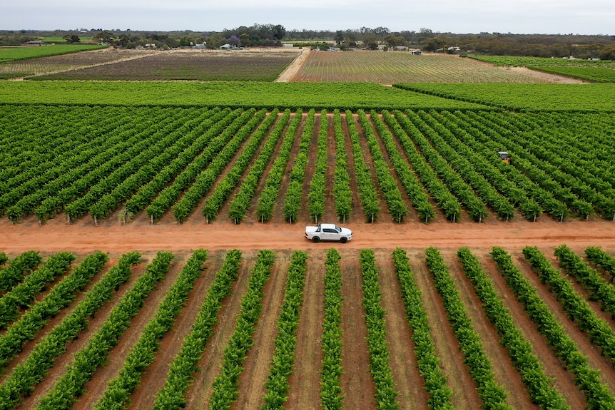 A dual-cab ute drives along a dirt road in a vineyard, as seen from above.