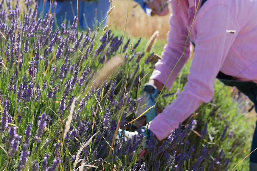 Person reaching over and cutting lavender