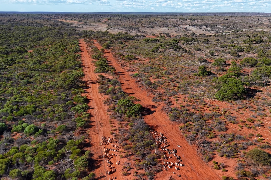 An aerial photo of goats walking through a long yard in red dirt.