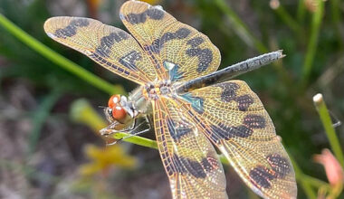 BACK TO NATURE - Life in the Canopy