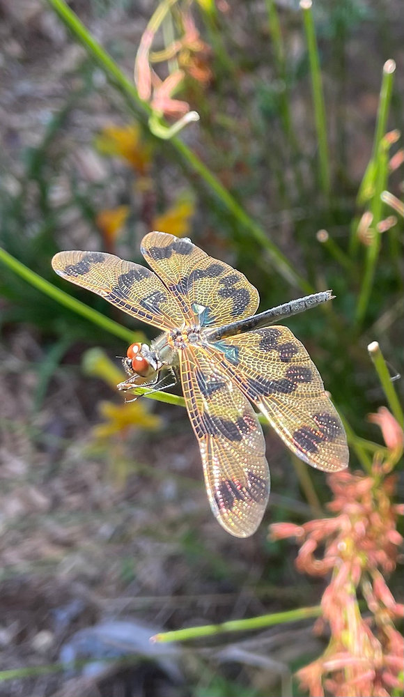 BACK TO NATURE - Life in the Canopy