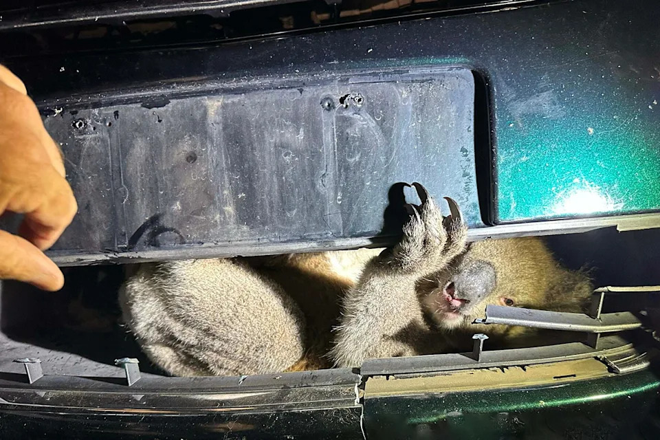 A koala can be seen trapped in the grille of a Holden Commodore after a collision in South Australia. Source: Southern Koala and Echidna Rescue Ltd