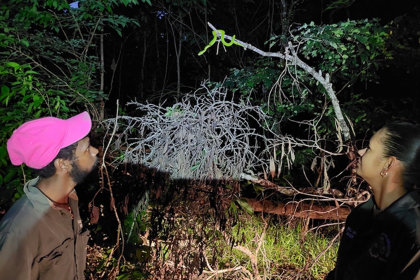 rangers releasing green python into the bush