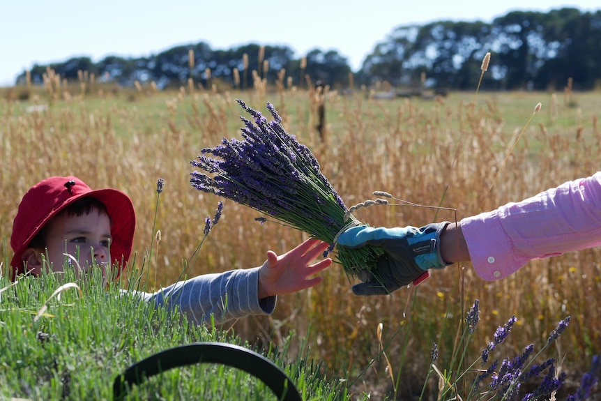 Young boy taches arm out to collect a bunch of lavender from his mum.