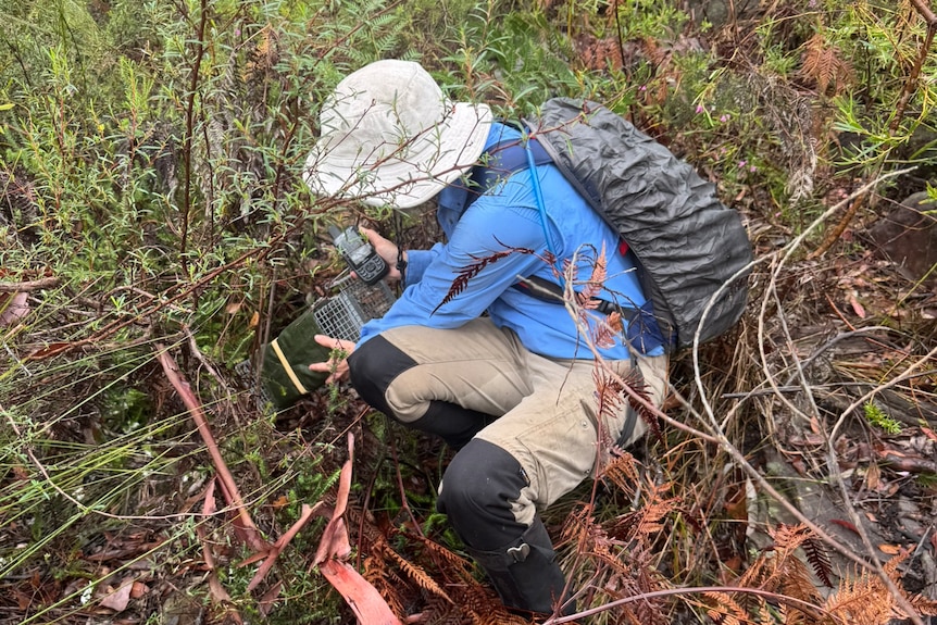 A woman in a floppy white hat and blue long sleeve shirt crouched in the wet ferny bush with two rectangular traps.