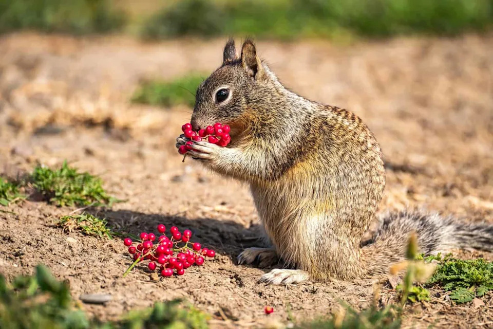 California ground squirrel (Spermophilus beecheyi) eating berries.
