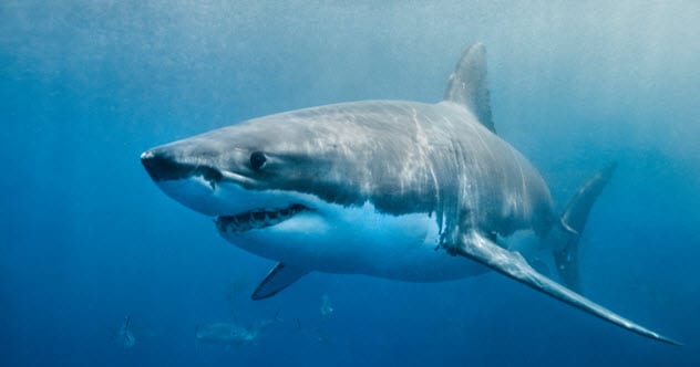 10 New Shark Secrets That Recently Dropped