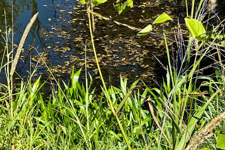 A dark green grass surrounded by other vegetation on the edge of a creek.