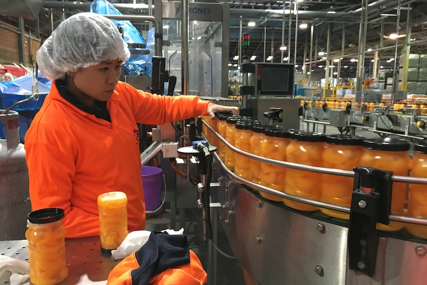 A woman in hairnet and high-vis inspects plastic jars of apricots on a production line.