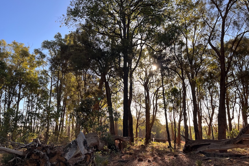 Sun shines through a partially cleared forest