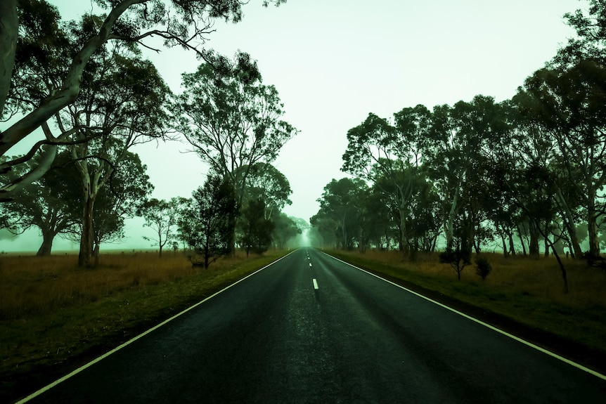 A road in fog with trees along it.