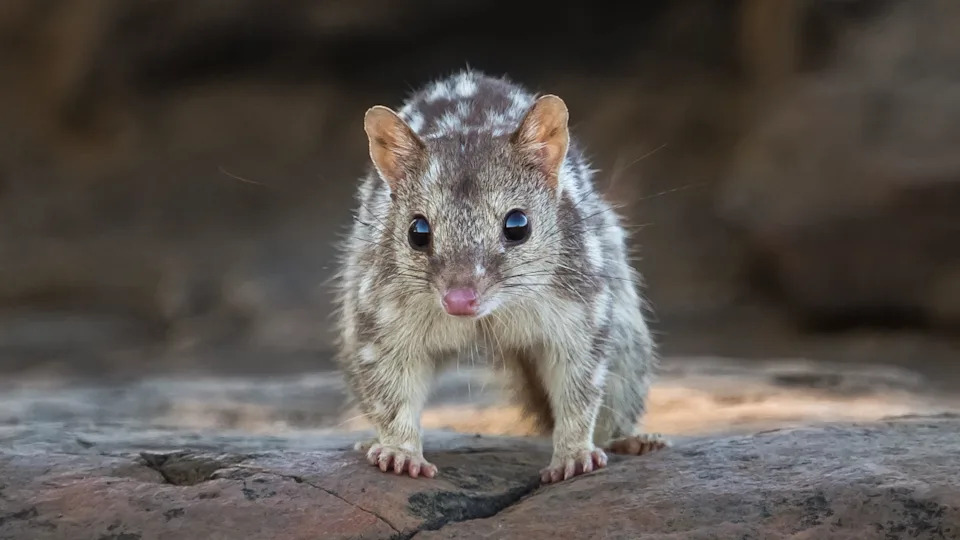 HWR5AJ Northern Quoll - The Kimberley, Western Australia
