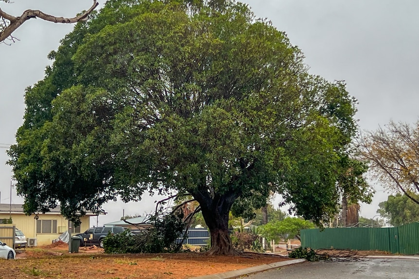 A large tree with branches damaged
