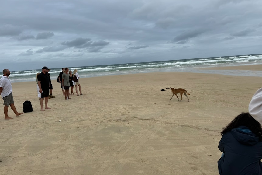 A dingo walks on sand past a group of people.